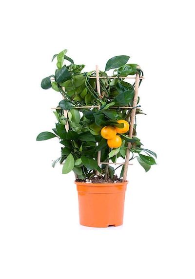 Videolu Kamkat Fidanı Bodur 50 60 Cm 1 Adet Dragon Anaç Saksılı /tüplü Meyve Ağacı Kumquat