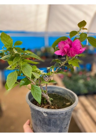 Videolu Mor Renkli 1 Adet Bodur Begonvil Çiçeği Saksılı 30-60cm Bougainvillea Flower