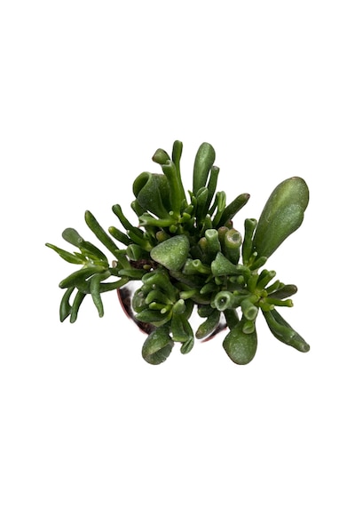 Crassula Ovata 'Golum' (Sukulent) Ø12 CM Y20-25 CM