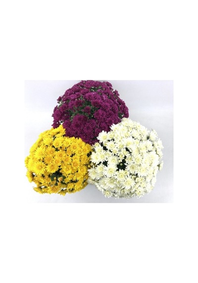 Kasımpatı Fidanı 3 Adet 10-20 Cm Beyaz-fuşya-sarı