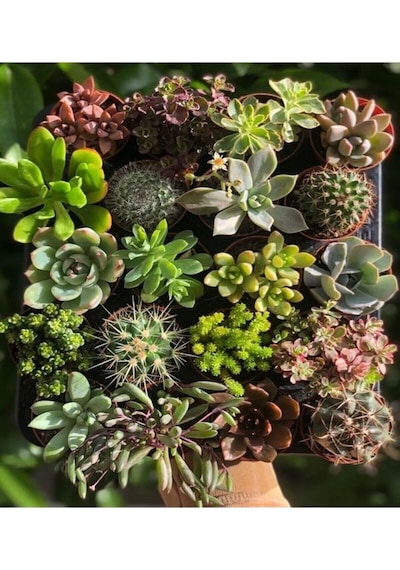 Videolu 3'lü Karışık Sukulent Kaktüs Çiçeği Seti 5-15 Cm Saksılı Çiçekli Bodur Bitkiler Succulent