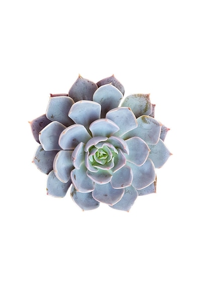 Echeveria Morning Beauty - 20 Adet Sukulent