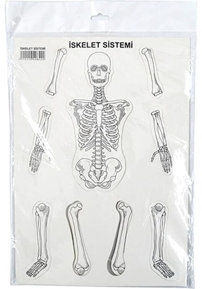 İskelet Sistemi