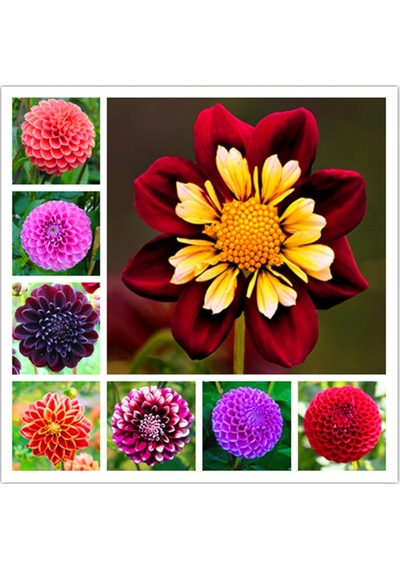 50 Adet Dahlia Çicek Tohumu 10 Adet Gül Tohumu N117481