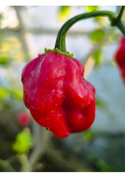 Dragons Breath Pepper / 2.5 Milyon Scoville - Gerçek Taze Acı Biber