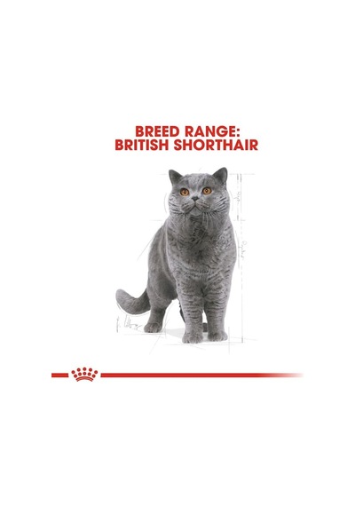 Royal Canin British Shorthair Adult Kedi Maması 4 Kg