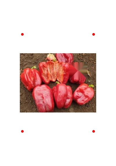 Antep Dolmalık Biber Tohumu - 10 Gram