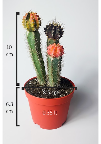 Karışık Renklerde 3 Lü Grafted Kaktüs Koleksiyonluk 15-20 Cm