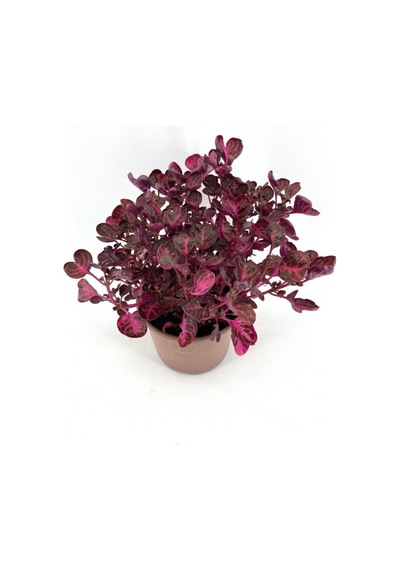 Kırmızı Çingene Şalvarı Bitkisi Fidanı 10-20 Cm