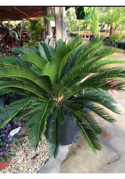 Formlu Cycas Revoluta - Sikas Japon Sago Palmiyesi 80-100cm Canlı İç Dış Mekan Bitkisi