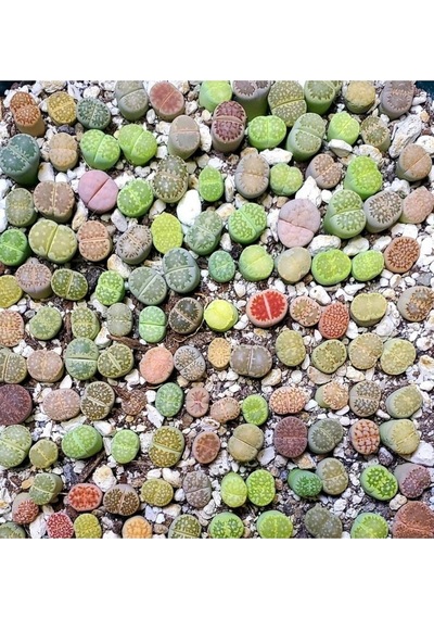20 Adet Lithops Mix Tohumu