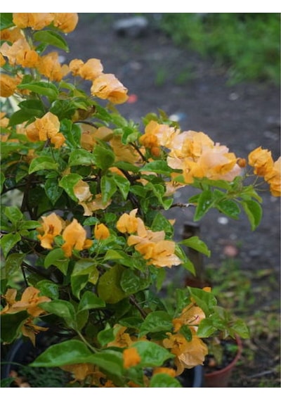 Sarı Begonvil 90 110 Cm 1 Adet Saksılı/ Tüplü Çiçekli Dış Mekan Bitkisi Bougainvillea