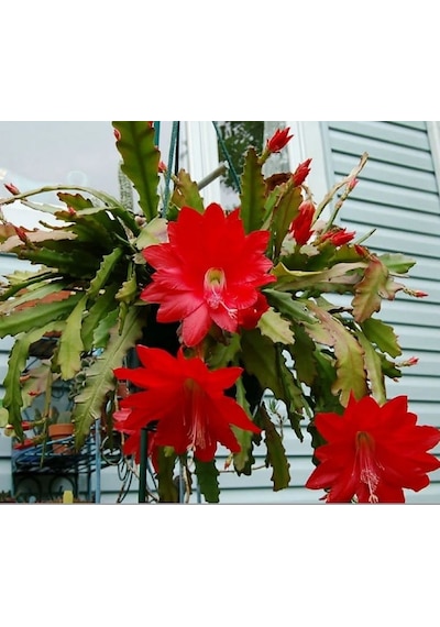 Epiphyllum Selenicereus Anthonyanus Atlas Çiçeği Fidanı 9 Luk Saksıda