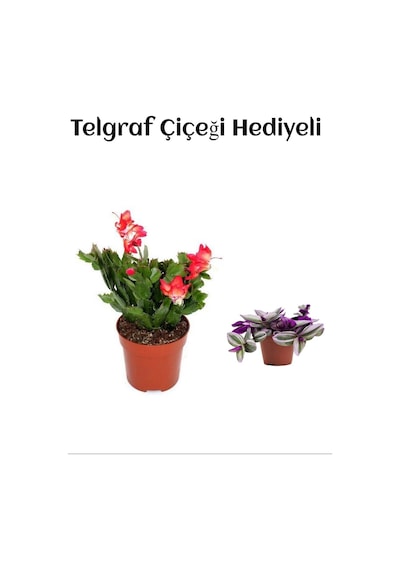 Hediyelik Kırmızı Renk Yılbaşı Çiçeği Sevgililer Gününe Özel Telgraf Hediyeli