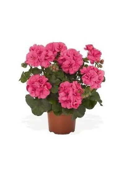Sardunya Çiçeği Kırmızı Telgraf Çiçeği Fidanı 2 Li Set 10-20 Cm