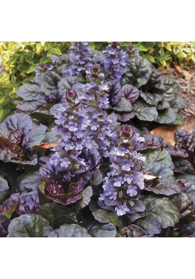 Ajuga - 10 Adet Bordo Yer Örtücü Bitki