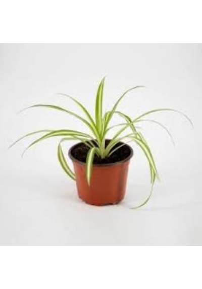 İç Mekan Kurdele Çiçeği Chlorophytum Comosum