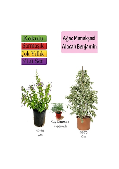 Süper Ürün Beyaz Alacalı Benjamin Bitkisi Ağaç Menekşesi Duranta Tül Çiçeği