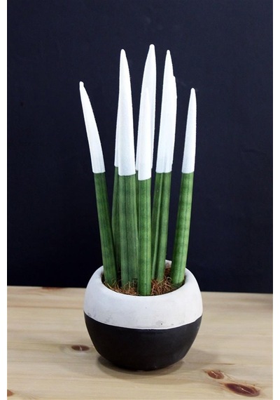 Dekoratif Renkli Paşa Kılıcı Sansevieria Cylindrical