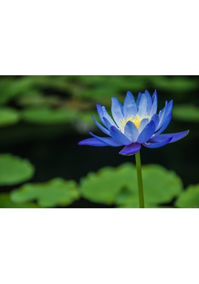 10 Adet Mavi Lotus Tohumu Nilüfer Tohumu