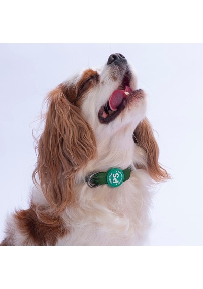 Çam Yeşili Köpek Boyun Tasması Ayarlanabilir Köpek Tasması M Yeşil