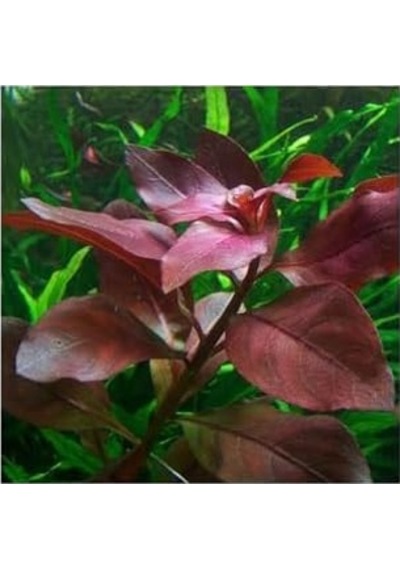 Ludwigia Repens Rubin Saksı- Canlı Bitki