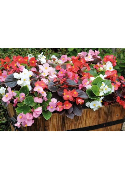 Begonya Begonia Karışık Renklerde 30 Adet