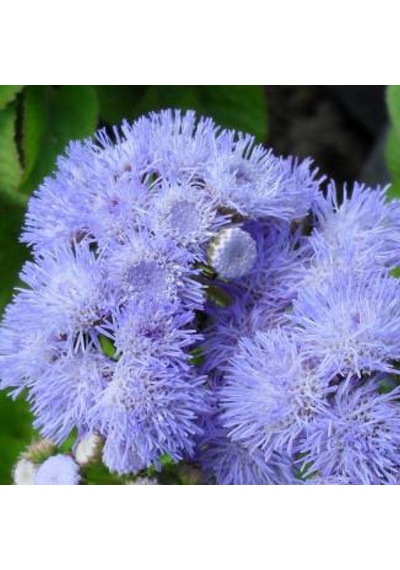 Vapur Dumanı Tohumu Yerli Ageratum Houstanianum 100 Adet