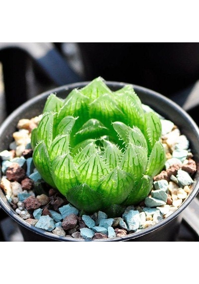 Serada Decor Plant Sukulent Haworthia Cooperi