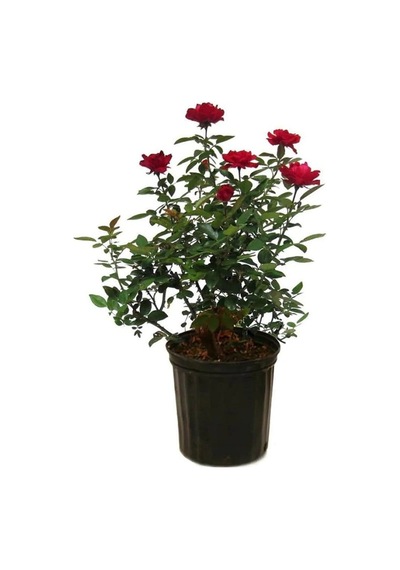Serada Decor Plant Kırmızı Kokulu Yediveren Aşılı Gül Saksılı 2 Yaşında 50-70 Cm