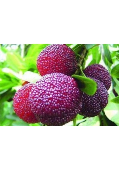 Ithal Tropikal Myrica Tohumu Ekim Seti