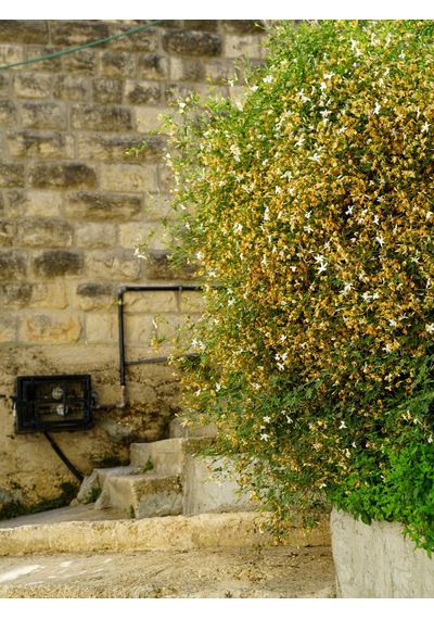 Abelya Çiçeği Fidanı Abelia Ssp. 1+2 Yaş Tüplü Bahçe Ve Çit Bitkisi