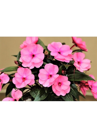 Pembe Cam Güzeli Fidanı Yeniğine Saksılı 10cm 30cm