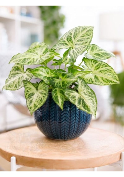 Dekoratif Melek Kanadı Sarmaşığı 1 Adet Saksılı 20-35cm Syngonium