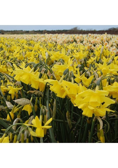 Sarı Yellow Ocean Nergis Soğanı 5 Adet