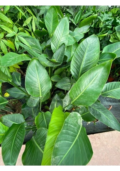 Starliçe Cennet Kuşu Strelitzia Nicolai 30-60 Cm