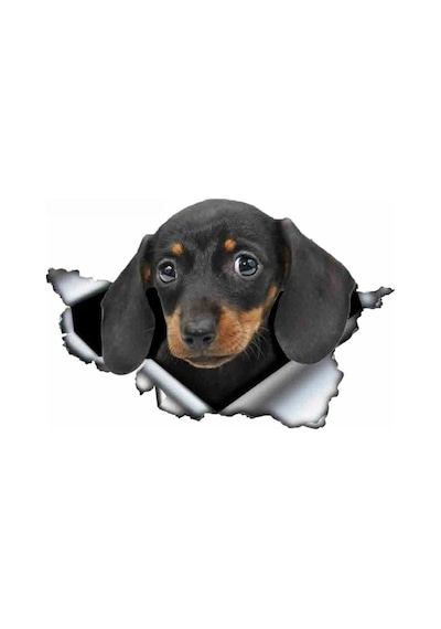 Dachshund Yırtık Deseni Araba Sticker Model2