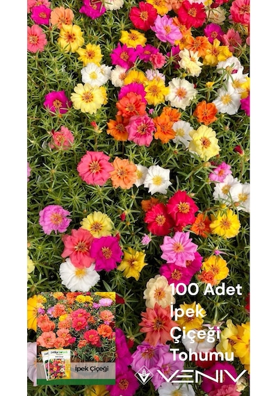 100 Adet İpek Çiçeği Tohumu Şellaki 2 Paket