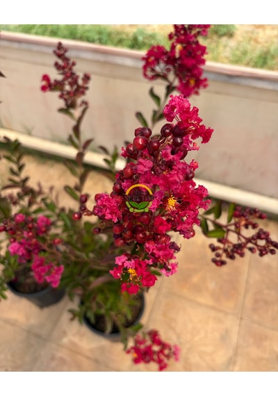 5 Adet Kırmızı Renk Oya Ağacı Fidanı Paketi 'lagerstroemia İndica'