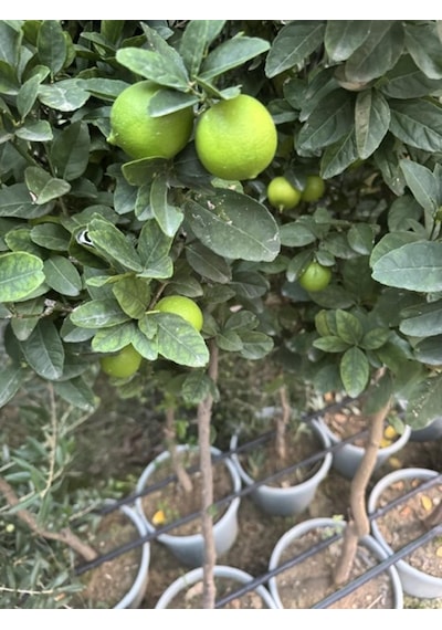 Saksıda ,meyve Veren ,aşılı Meksika Lime Limon Fidanı Boy 150-180cm