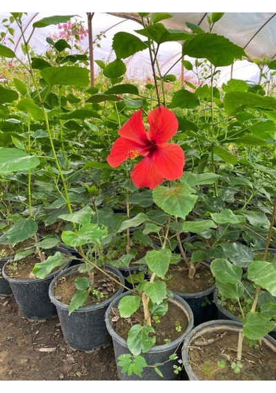 Kırmızı Renk Japon Gülü Çiçeği 1 Adet 40-60cm Saksılı Bahçe Çiçeği
