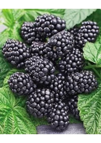 Bahçevilya 2 Yaşında Tüplü Böğürtlen Rubus Fruticosus Fidanı