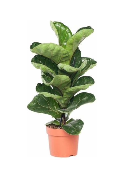 Keman Yapraklı Kauçuk Çiçeği Fidanı Saksılı 40 Cm 60 Cm