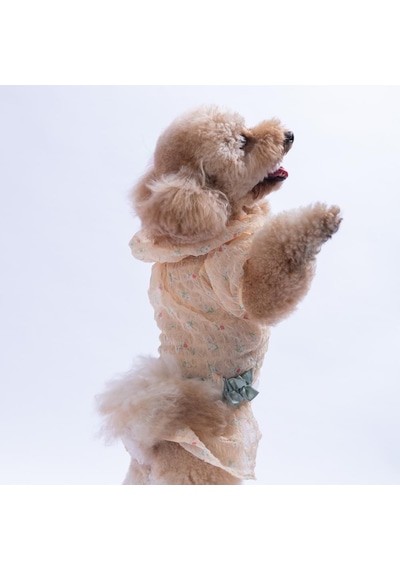 Sarı Valencia Çiçek Desenli Elbise Kedi Köpek Elbisesi - Kedi Köpek Kıyafeti
