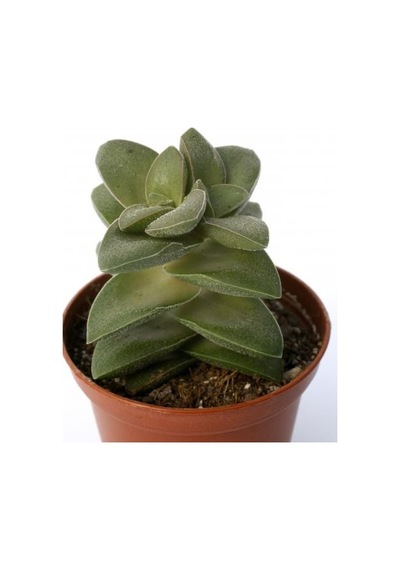 Crassula Springtime - 5 Adet Sukulent - Teraryum Bitkisi