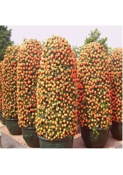 Bodur Mandalina Ağacı Tohumu Ekim Seti 3 Tohum + Saksı + Toprak
