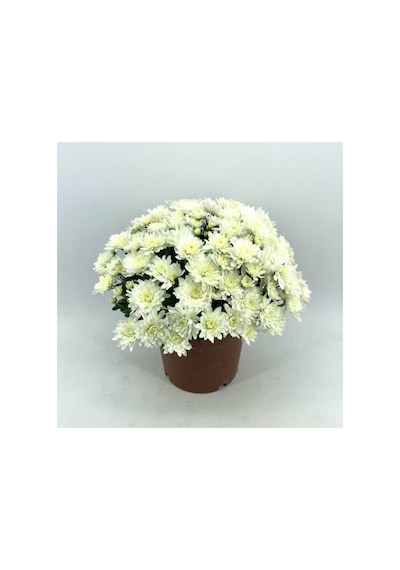 Krizantem Çiçeği Fidanı Chrysanthemum Beyaz 10-20 Cm