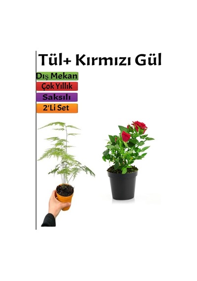 Kuş Konmaz + Kırmızı Gül Fidanı Saksılı 15-25 Cm Dış Mekan Bitkileri