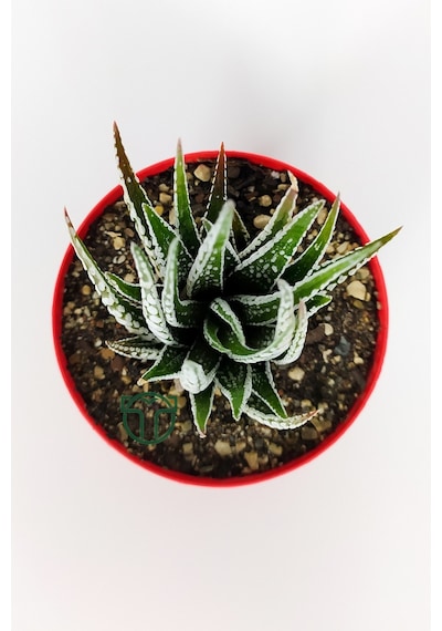 Zebra Sukulent Haworthia Fasciata Alba Beyaz Benekli Özel Tür Suk
