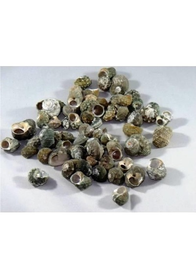 %100 NATUREL DOĞAL GERÇEK DENİZ KABUĞU 500 Gram -MMM4760